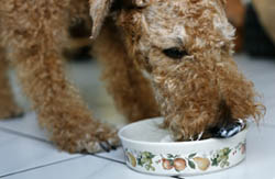 dog eating from bowl dog eating from bowl